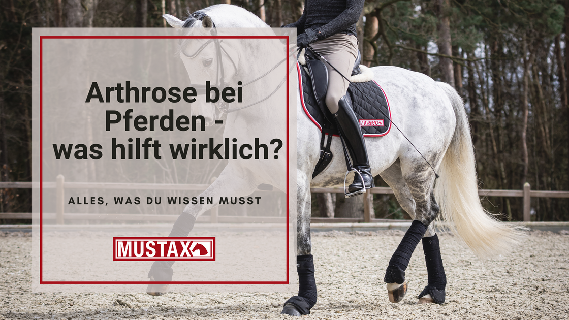 Arthrose Bei Pferden Was Hilft www.mustax.de