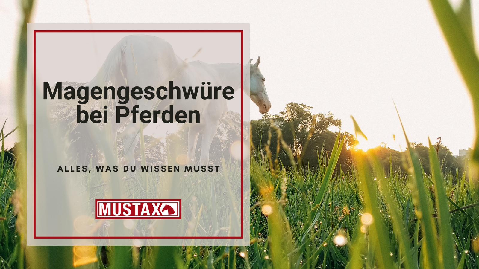 Titel: Magengeschwüre bei Pferden, Hintergrundbild Pferd auf Wiese