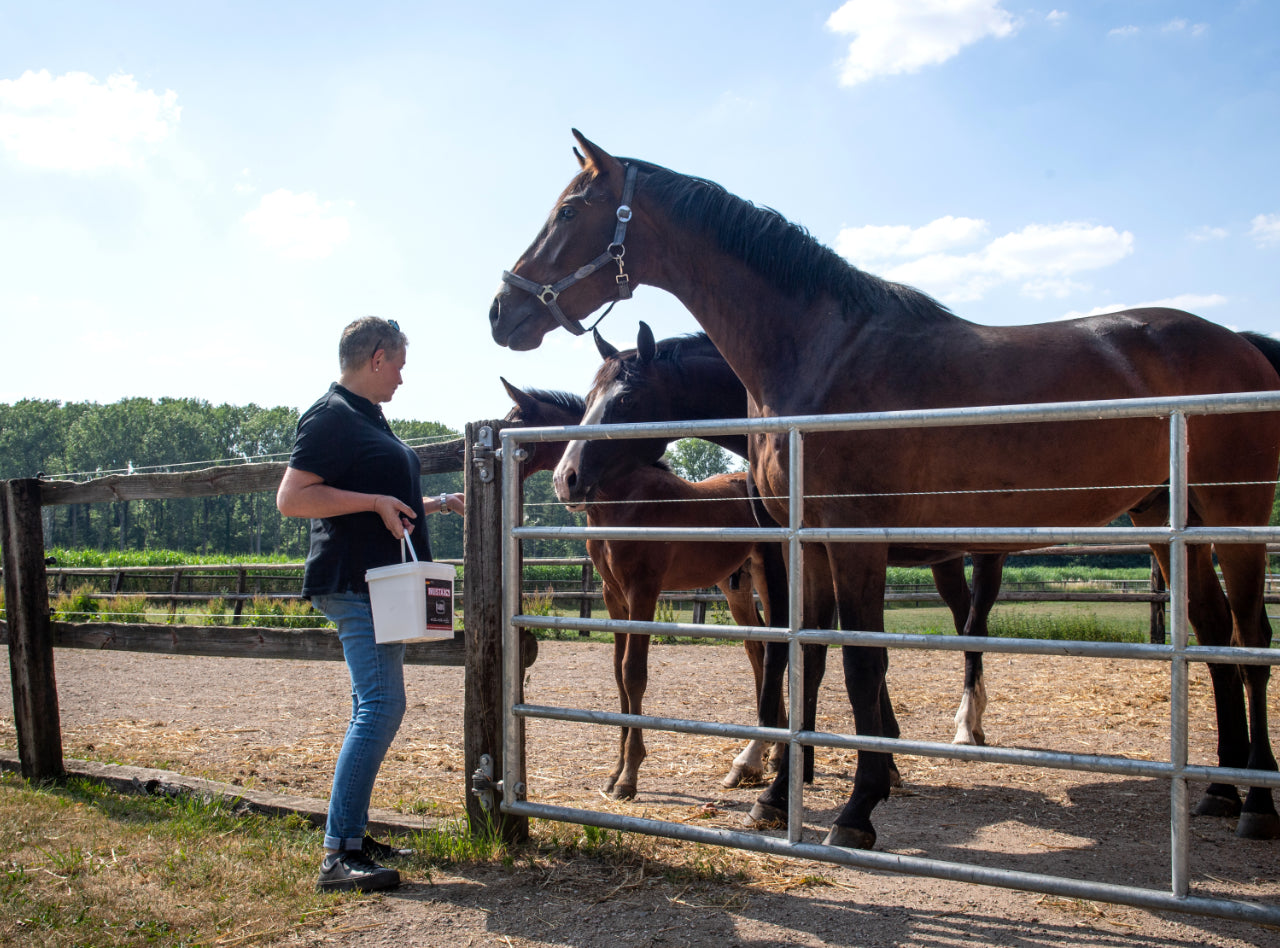 Vom Fohlen zum Pferd: Ein Weg voller Entwicklungsstufen 🌱🐴